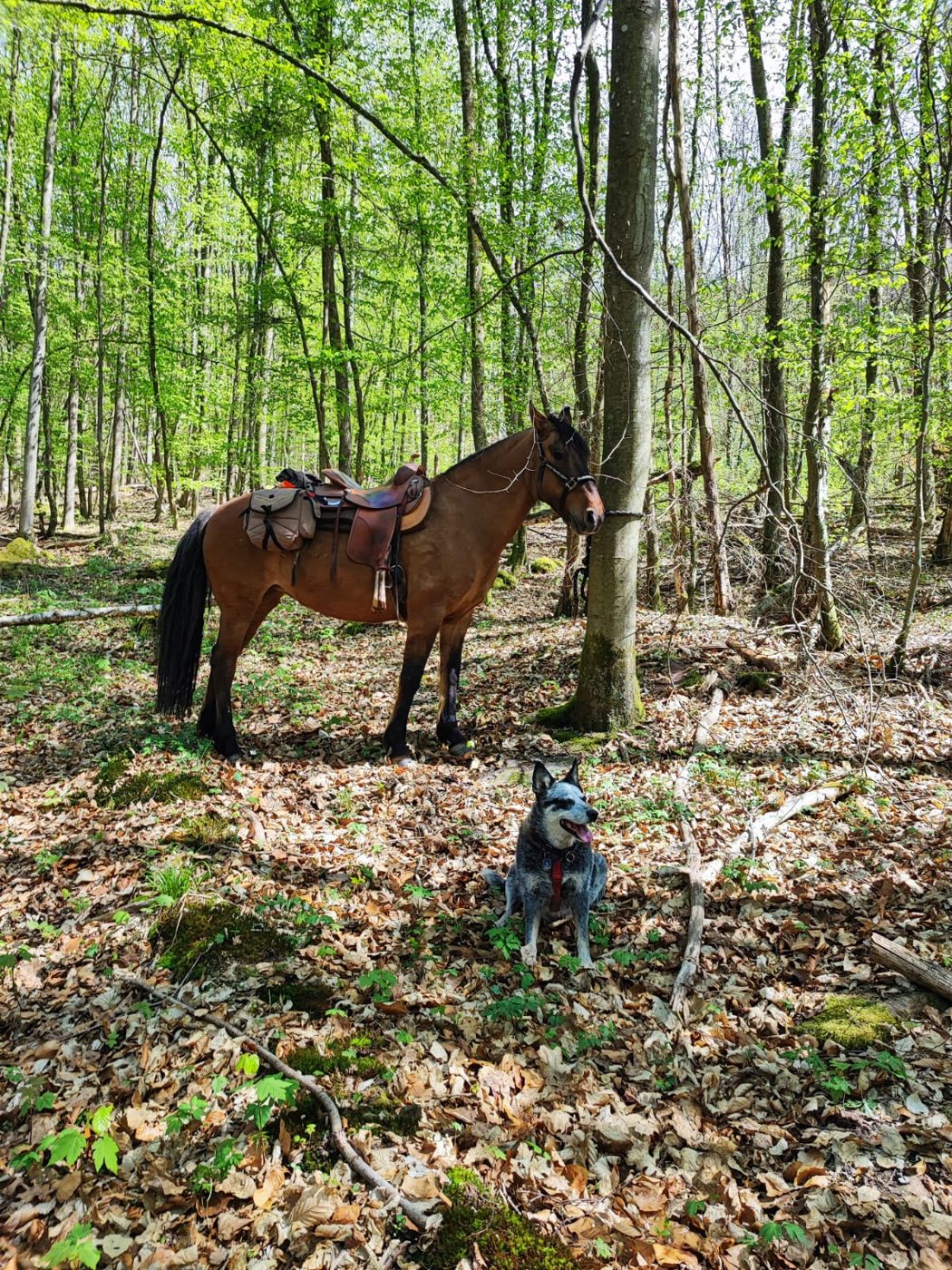 Jaimica angebunden an einem Baum im Wald, davor Doc O’Brain