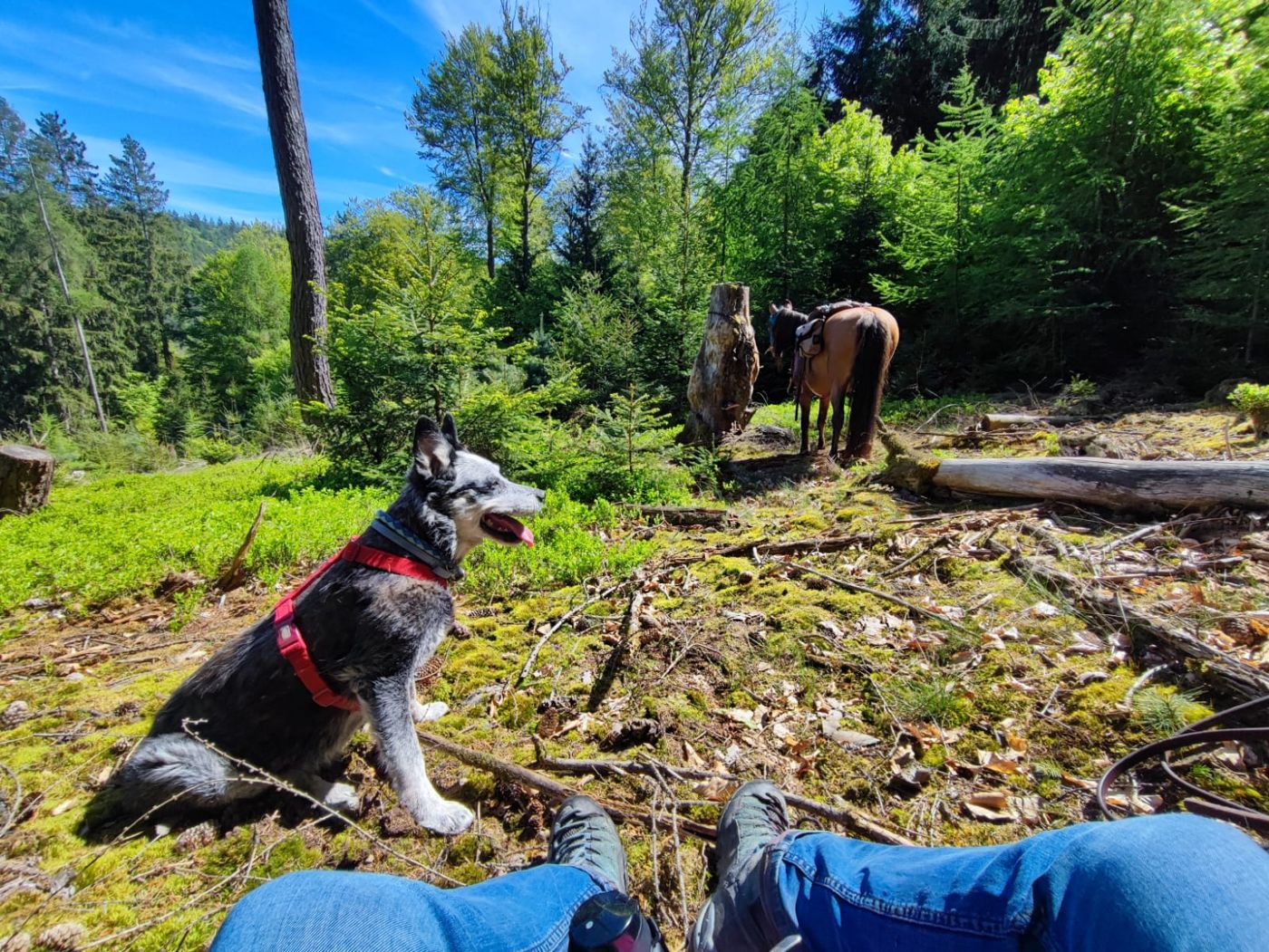Rast auf einer Lichtung im Spessart, Hund und Pferd Jaimica im Wald